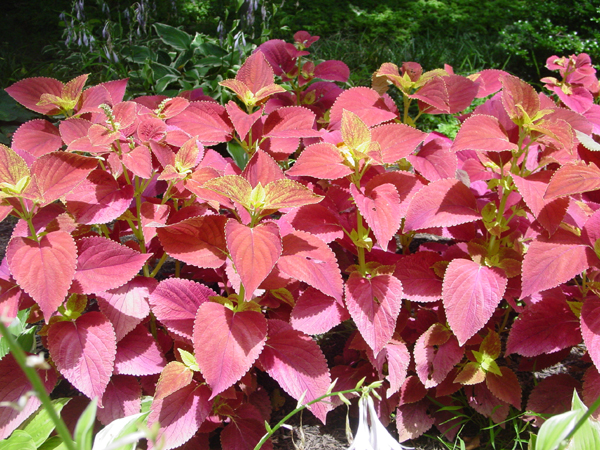 Coleus Alabama Sunset